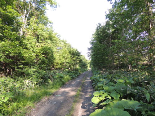 大樹町字幸徳214番他2筆 47,078㎡（ｙ239）