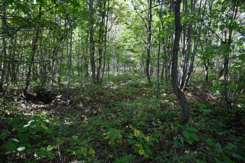 大樹町字拓進32番 49,725㎡（ｙ238）